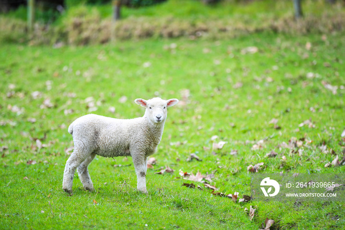 Sheep in the pasture, Wenderholm Regional Park, New Zealand