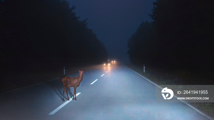 a deer crosses a street at dusk