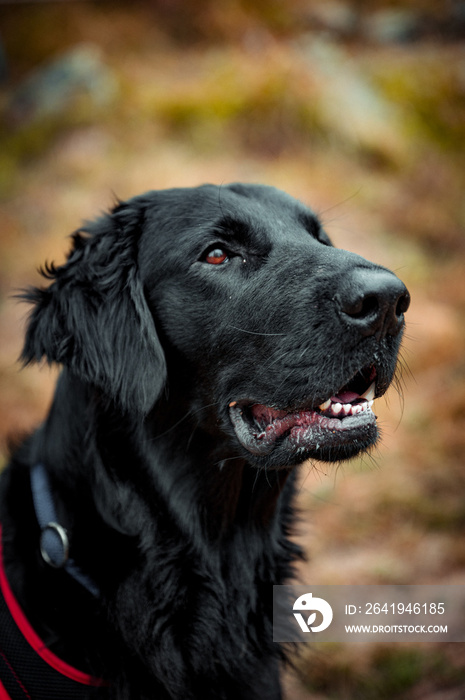 portrait of a handsome flat coated retriever