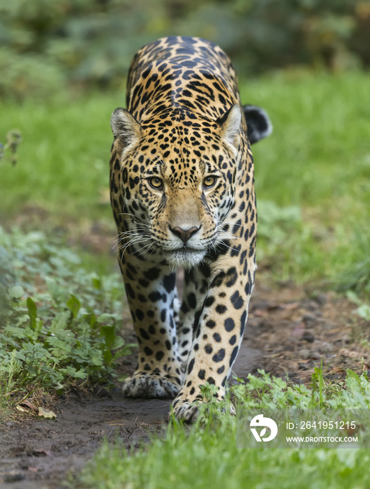 行走的捷豹正面视图（Panthera onca）