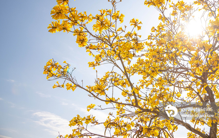 The flowers of the tree Tabebuia vellosoi 01