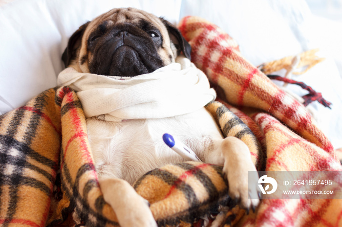 Sad dog pug in a checkered blanket is sick and lies with a thermometer