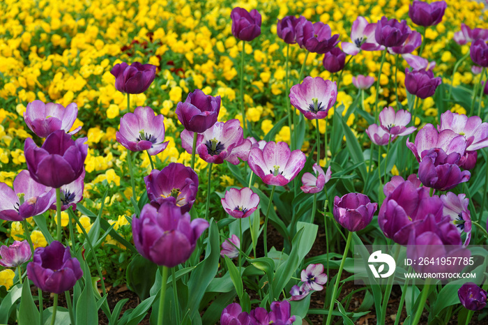 华盛顿其他花卉中的紫色郁金香花坛