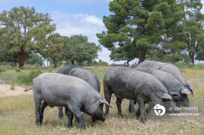 Cerdos ibéricos comiendo bellotas en un campo de encinas den Salamanca