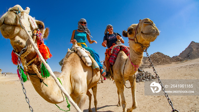 游客骑着骆驼在埃及行走