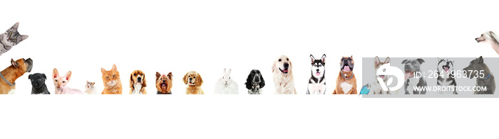 Row of different pets on white background.