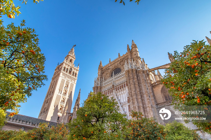 View of Seville Cathedral of Saint Mary of the See (Seville Cathedral)  with Giralda tower and orang