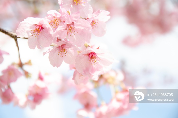 陽光桜の花