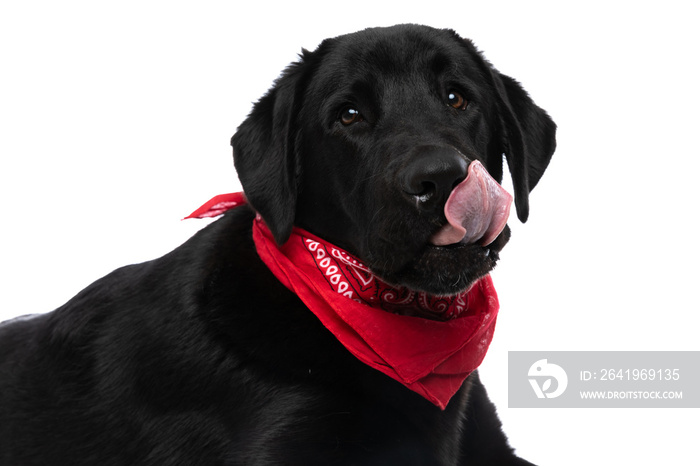 adorable labrador retriever dog licking his mouth