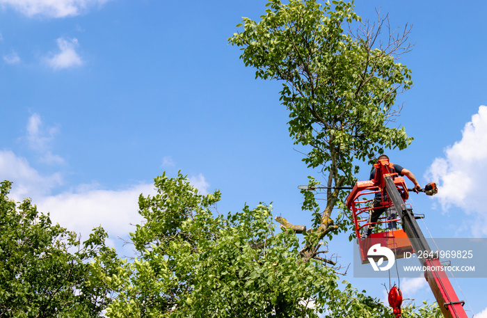 Pruning trees and sawing a man with a chainsaw, a man at high altitude between the branches of an ol