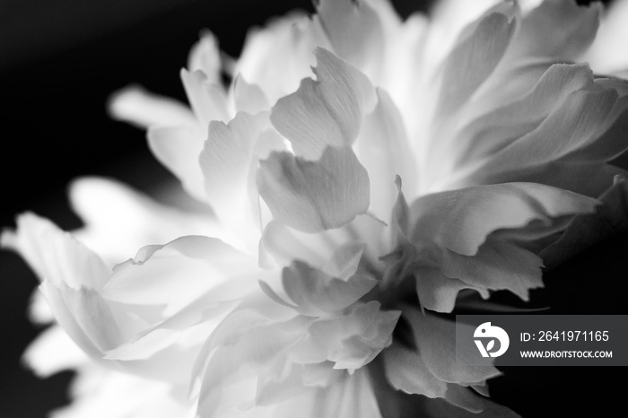 macro white flower peony petal on black background minimal abstract spring floral card