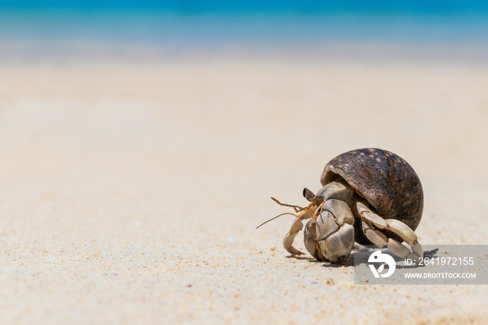 Hermit crab on  tropical beach