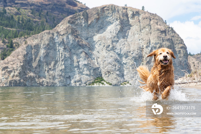 Happy golden retriever dog running fast and splashing in lake water