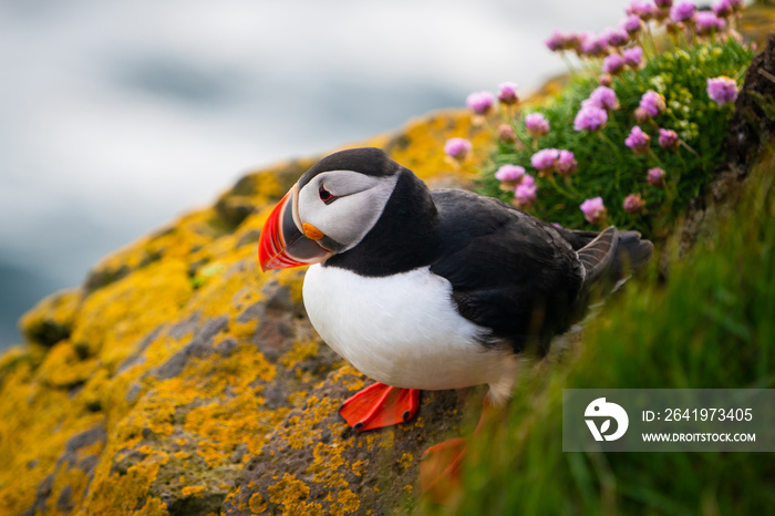 Atlantic puffin also know as common puffin is a species of seabird in the auk family. Iceland, Norwa