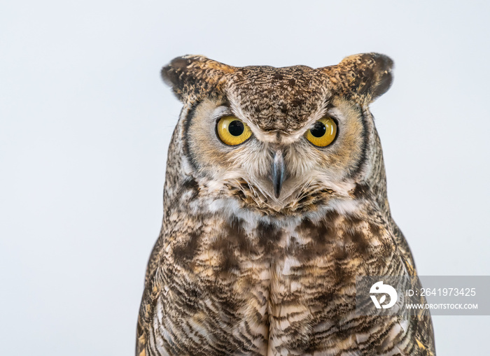 Great Horned Owl on Plain Background Isolated