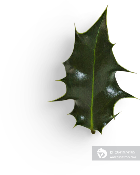 Winter Holly Leaf