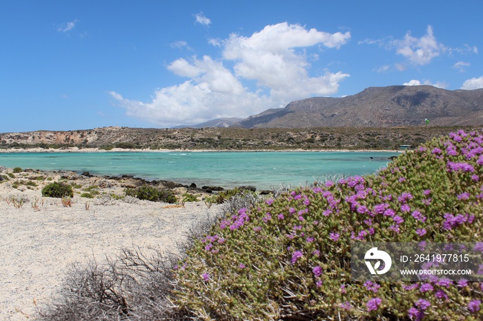 Macchia mediterranea with pink flowers near Elafonissi beach, Crete island, Greece.