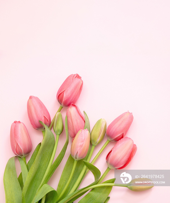 粉红色背景上的郁金香花束。女人，母亲节庆祝礼物