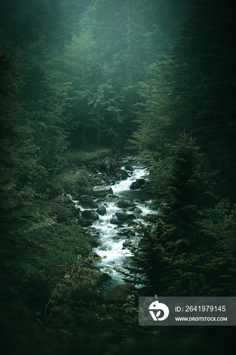 Forets des Pyrénées en France