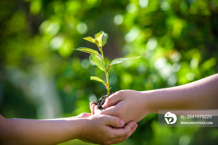 在绿色的春天背景下，人们手里拿着年轻的植物。地球日生态节日