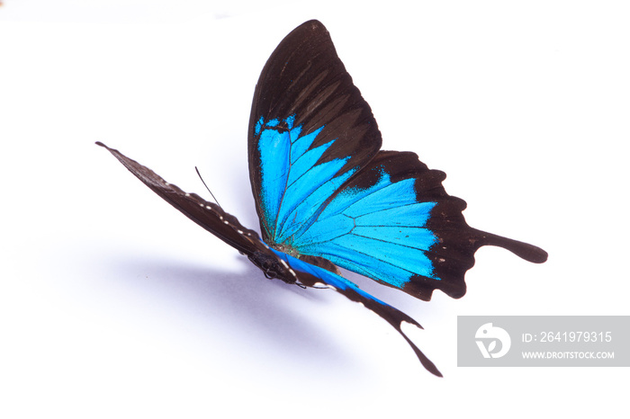 Blue and colorful butterfly on white background