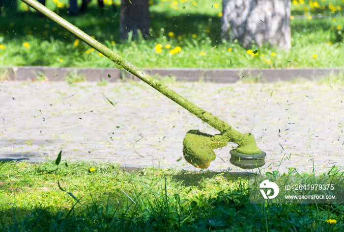 crazy grass cutting in the park with gasoline trimmer. head with nylon line cutting grass and dandel