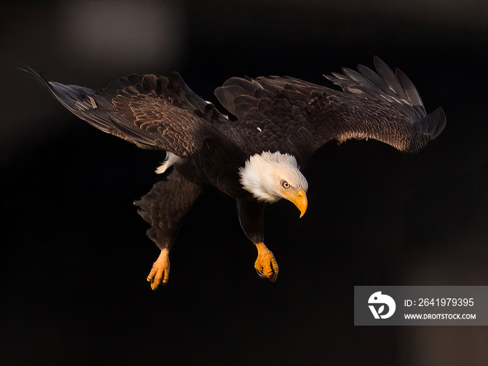 Bald Eagle in Flight Preparing to Dive