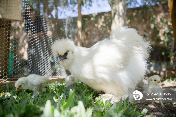 Flock of Newborn Bantam Silkie chickens in a garden