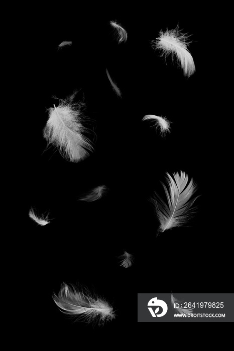 美丽的白色羽毛漂浮在黑色背景下的空气中