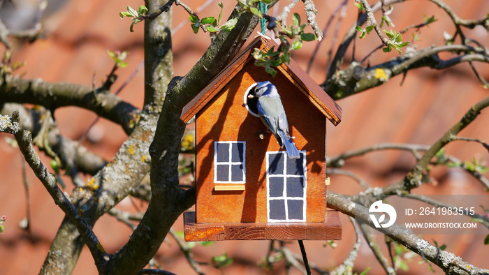 Blaumeise hält Einzug in ein selbstgebautes Vogelhaus in einem Apfelbaum