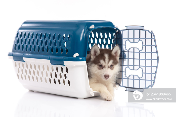 Cute siberian husky puppy in travel box on white background isolated