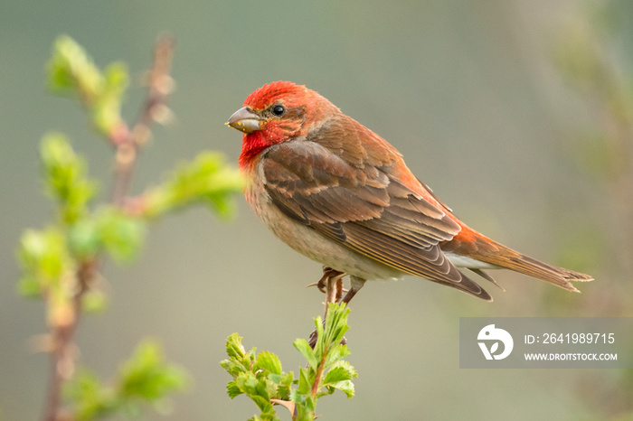 Stunning bird photo. Common rosefinch / Carpodacus erythrinus