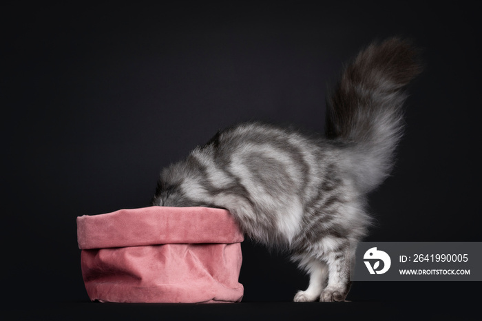 Pretty young black silver blotched British Longhair cat, standing side ways with head in pink velvet