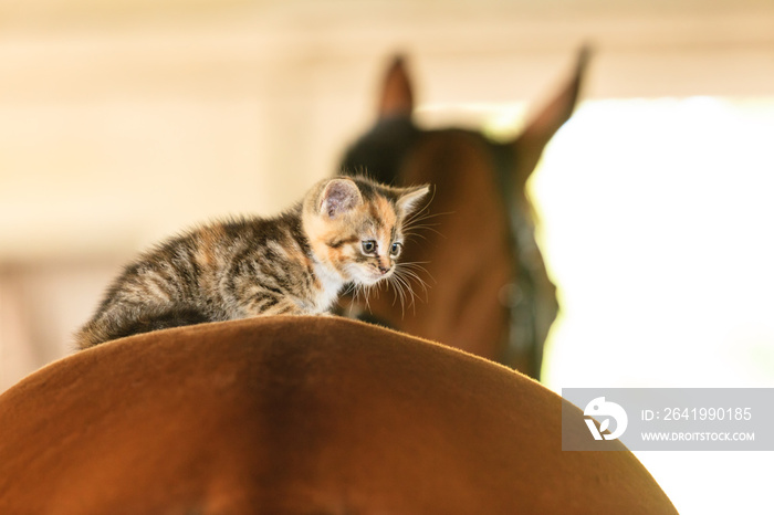 骑在马背上的小猫小猫