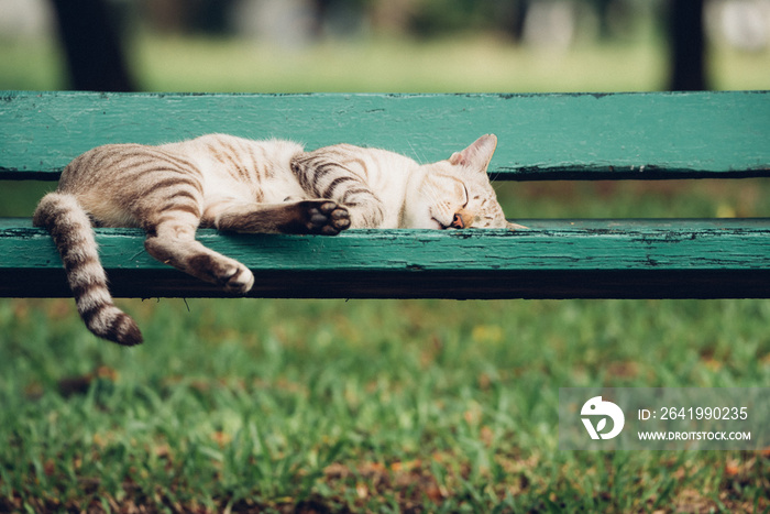 猫与自然一起睡在公园的木椅上