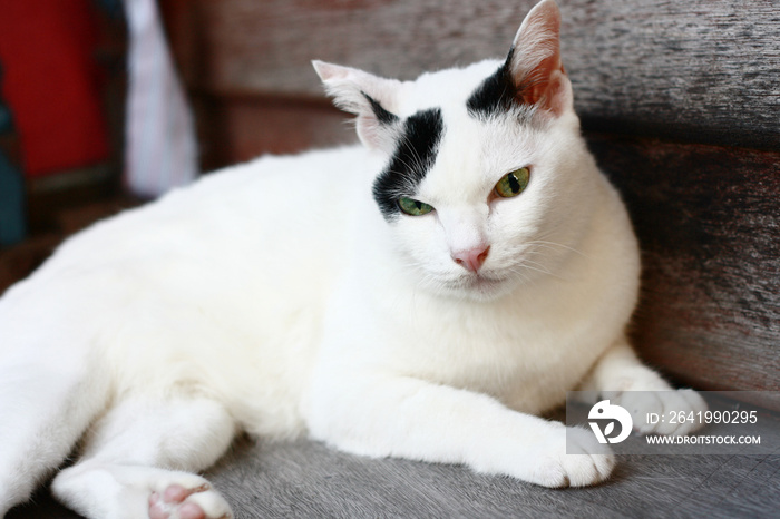 White Cat sitting and sleeping on the wooden terrace