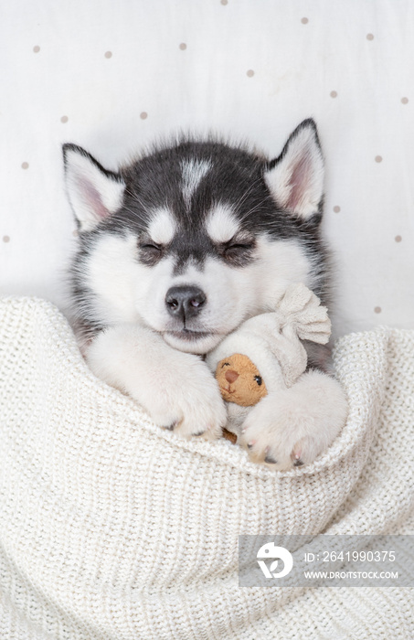 西伯利亚哈士奇小狗睡在毯子下的枕头上，拥抱玩具熊。俯视图