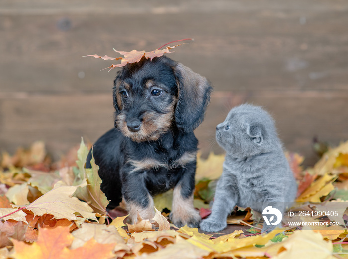 Puppy and kitten sitting together  on autumn foliage