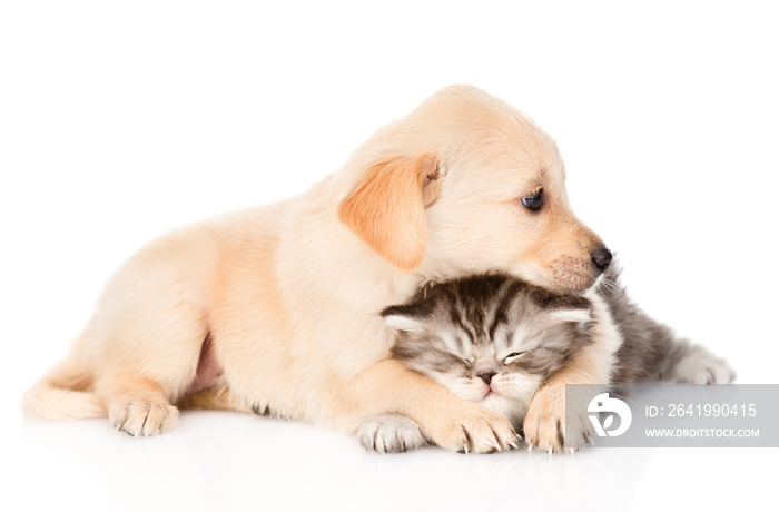 golden retriever puppy dog hugging british cat. isolated on white background