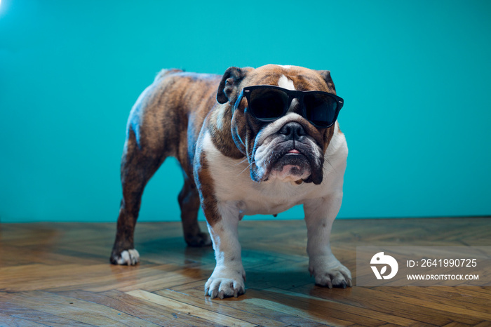 Cute English Bulldog with sunglasses