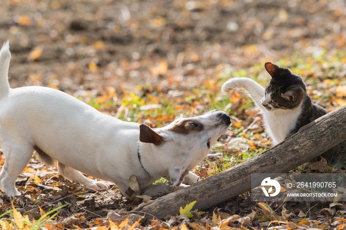 Cute jack russel dog and kitten best friends