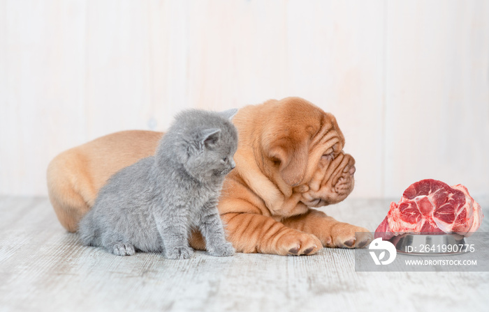 Gray kitten sitting with mastiff  puppy on the floor at home and looking at bowl of raw meat