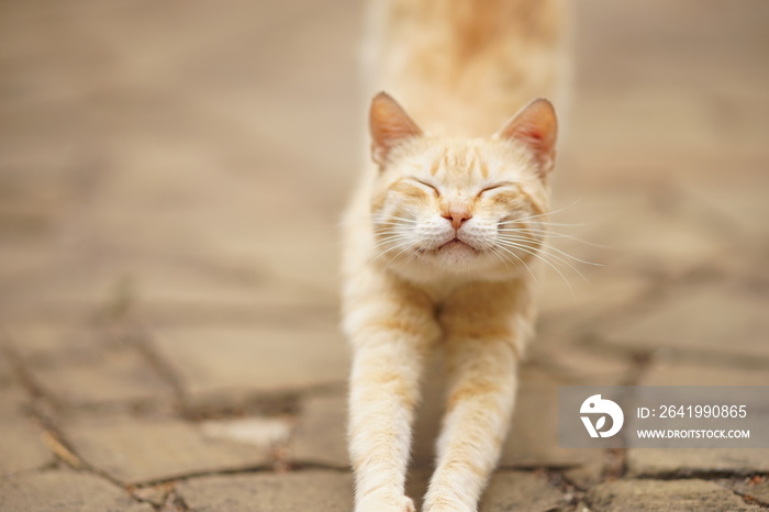 Cute ginger cat is stretching in the street with eyes closed