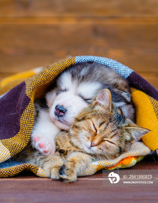 Tabby猫和Malamut小狗拥抱着睡在格子毯子上。