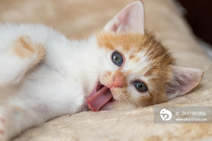 Kitten with tongue out