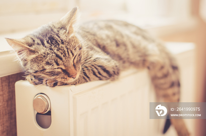 美丽的虎斑猫在阳光下睡在窗户附近的散热器上。猫躺在温暖的垫子上
