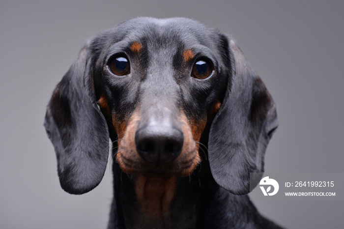 Portrait of an adorable Dachshund