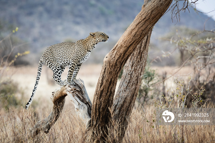 日落时树上的豹子——肯尼亚北部桑布鲁国家保护区