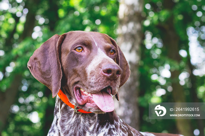 Dog breed  german shorthaired pointer with a lovely gaze , portrait of a dog close-up_