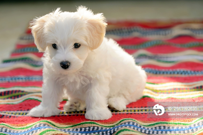 坐在地毯上的白色小狗马耳他狗